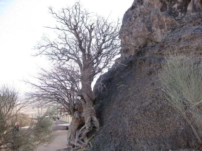 درخت كهنسال بنه بلنجیر-Ol1T9rhaRV