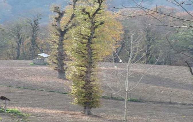 روستای چاچكام-On4Gt0dlfX