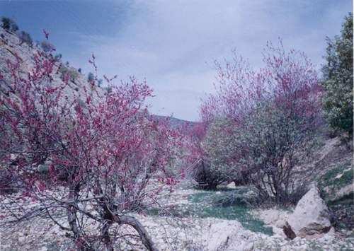 تنگ ارغوان-P6O5zSsgx2