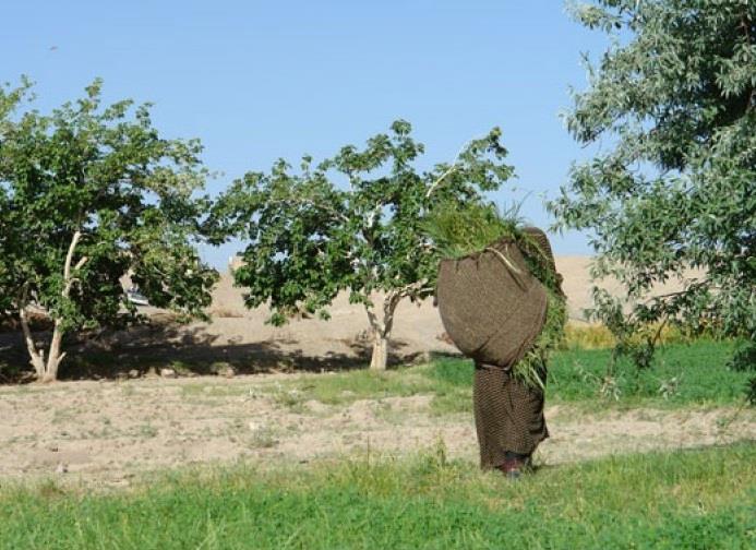 روستای لادیز-P6hddUGcBE