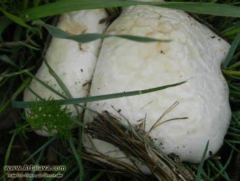 روستای چناسك قزوین-PBCWWh8mjn
