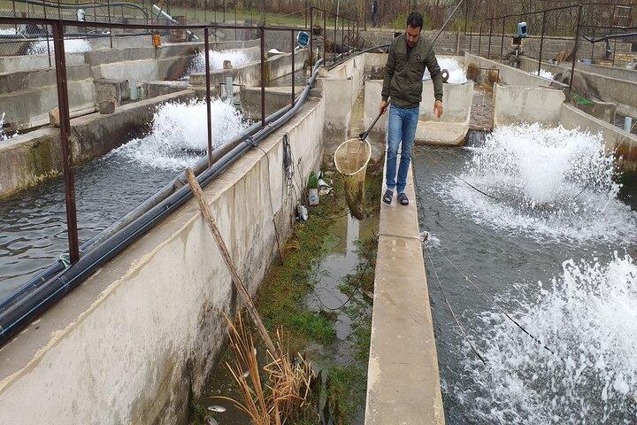 روستای قمچقای بیجار با ۳۴ استخر پرورش ماهی-POgygckhs9