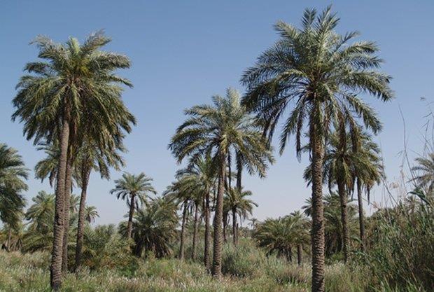 جزیره مینو-PljRr6tWFi