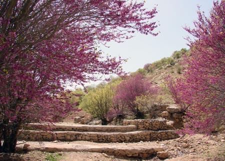 دره ارغوان ایلام-PnqCghS2ds