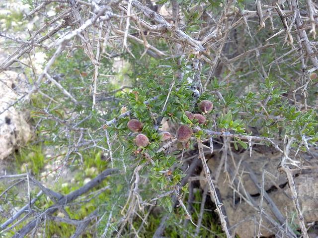 روستای احمدمحمودی-Psjr0NT7Gc