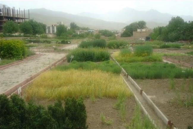 باغ گیاهان دارویی بوعلی سینا همدان-PyBMCvWFw4