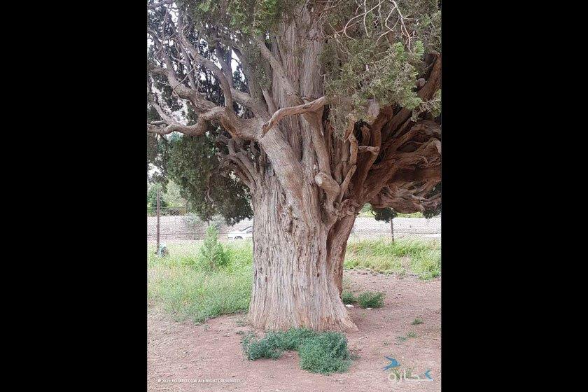 سرو هرزویل-QDh9FGP1HY