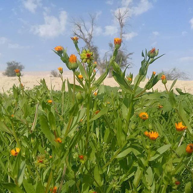 روستای گزیر، روستای دوستدار كتاب-QIbbewu93R