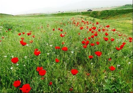 جلوه‌ای از نقش و نگار بهار در طبیعت زیبای تاجیكستان-QKEkMnA4rf