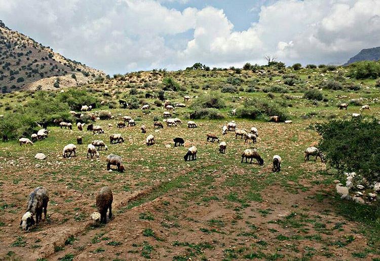 شهر بیدروبه-Qd390877gm