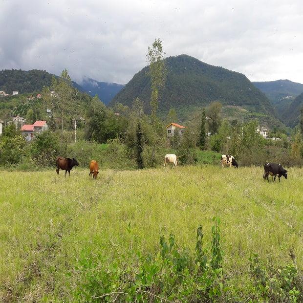 چلاسر و جل دو روستای زیبای ایران-RB8k5cxsXj