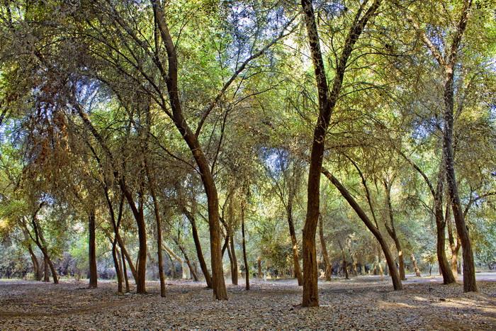 جنگلهای دز-RNRfFoVqV4