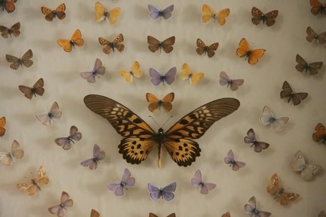 باغ موزه پروانه ها-RPK4NSjphj