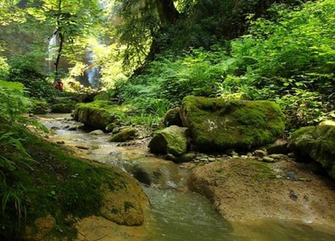 جنگل‌های انجیلی سوادكوه-RWrNfOffja