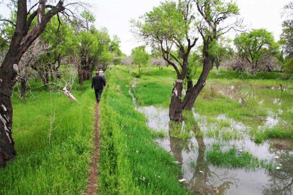 باغستان سنتی قزوین-RX57VnhNgt