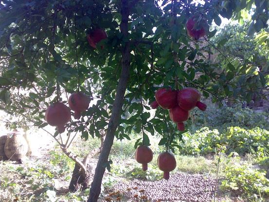 روستای حسن آباد امام-RhUh0bPNN6