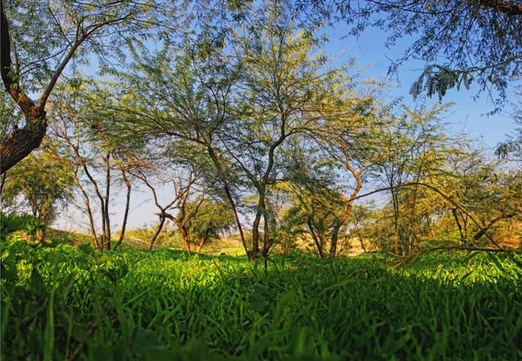 پارك جنگلی دزفول-Ri8KhY3H1q