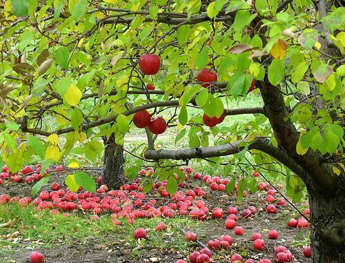 جاهای دیدنی كرج در بهار-RiY14NcR1N