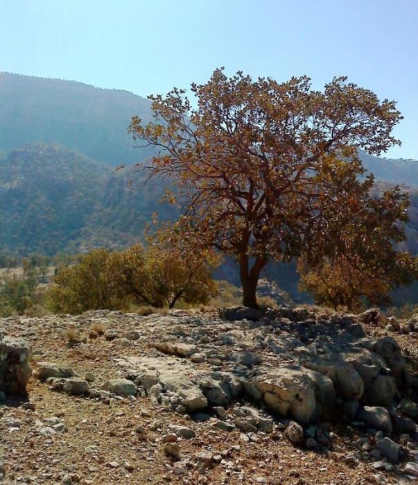روستای آرند-RzrW95P8hT