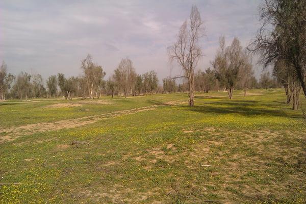 پارك جنگلی روستای چاه خانی بوشهر-Rzusee6U37