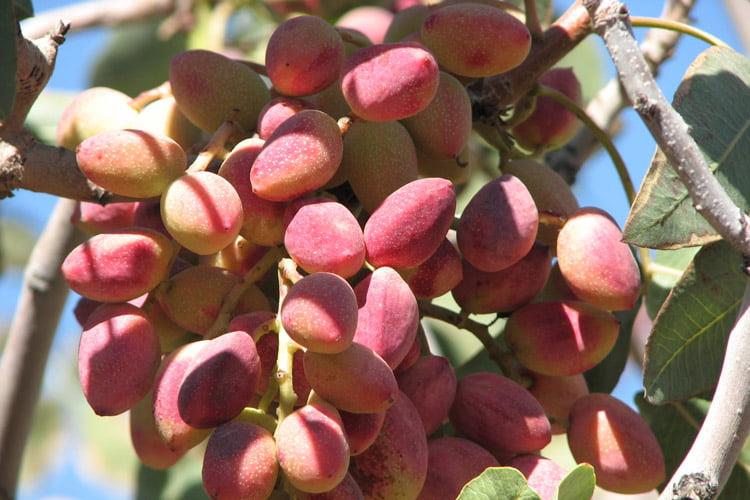 آنچه درباره كرمان باید بدانیم-S9HphEC04p