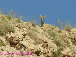 منطقه شكار ممنوع خرقان-SDmvF8T0Cz