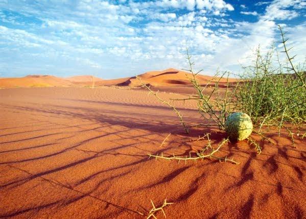 كویرهای گیاهدار و كویر های فاقد گیاه-SKwCFzS7AD