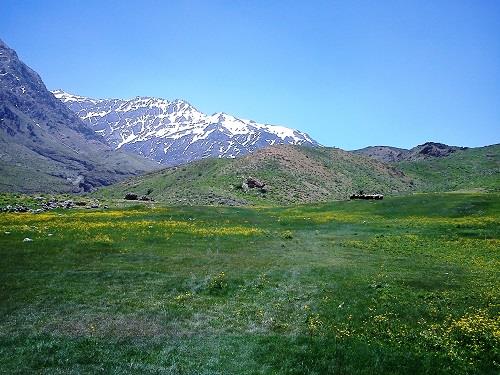چمنزار مور سلطونی-SU2f3Wg4kS