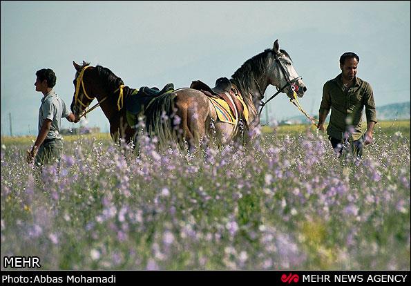 روستای چاه شرف-SU8LuQKHxm