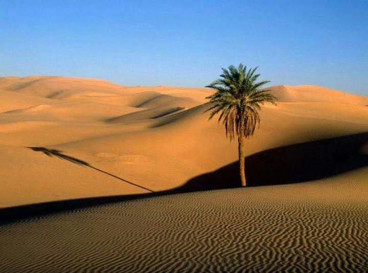 تخت محمدرضایی مصر-SUQAWQWNSa