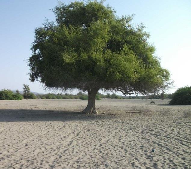دشت بیابان جاسك-SZDA9YgD8w