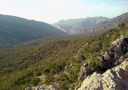 تنگ ارغوان-SfhAf5ex8S