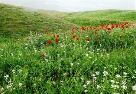 جلوه‌ای از نقش و نگار بهار در طبیعت زیبای تاجیكستان-SiLn003uqP