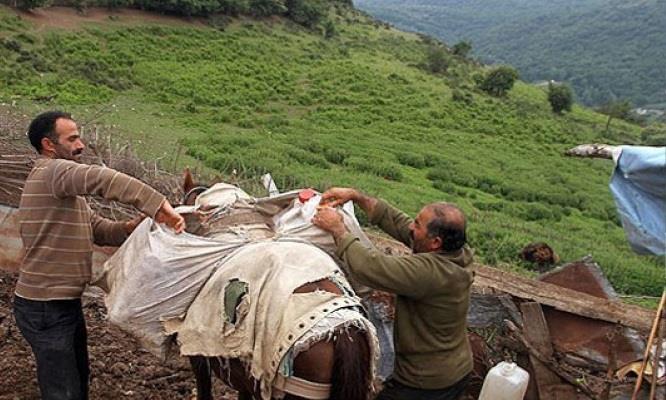 آئین سنتی شیردوشان-TLdFXf4vqB