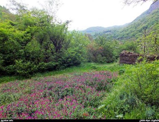 روستای سیاهكشان-TMXkuSdhXp