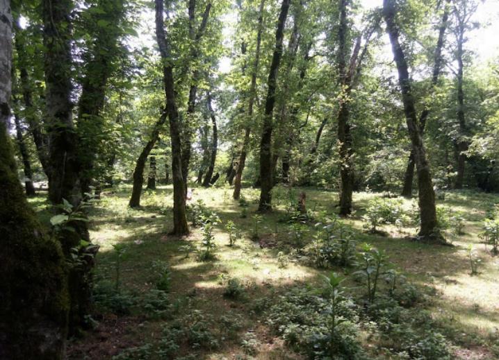 پارك جنگلی روستای اشبلا بندر انزلی-TXuEJYVXgh