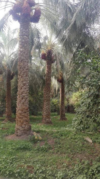 شهر گنبكی-TyohUwAxlE