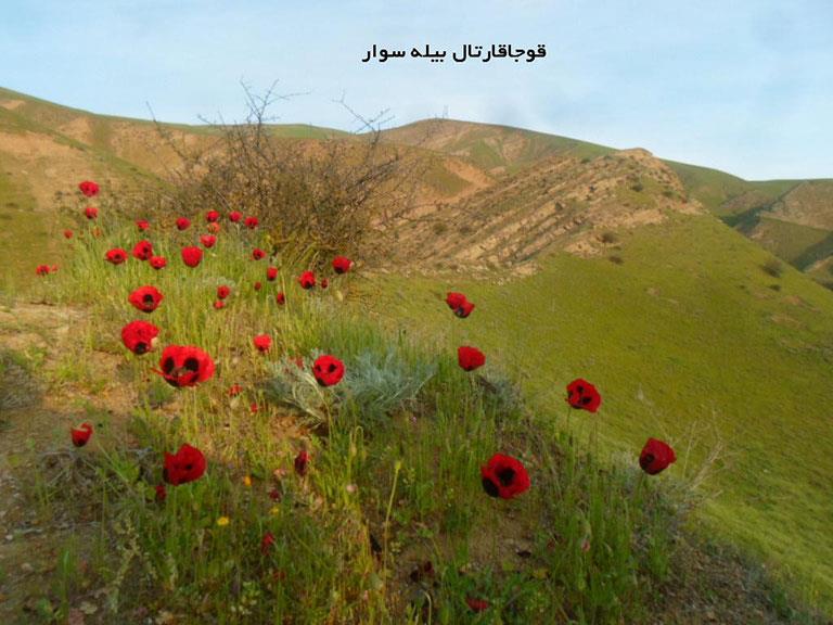 روستای گلی بلاغ بیله سوار-U80jfUZVU5