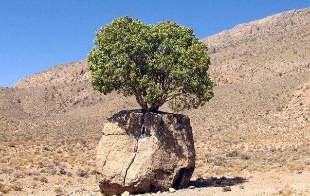 درخت مروارید سبز-USAngEJGiR