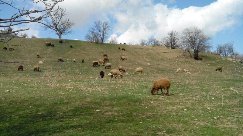 روستای یاره گله-Ua6CWfAeLX
