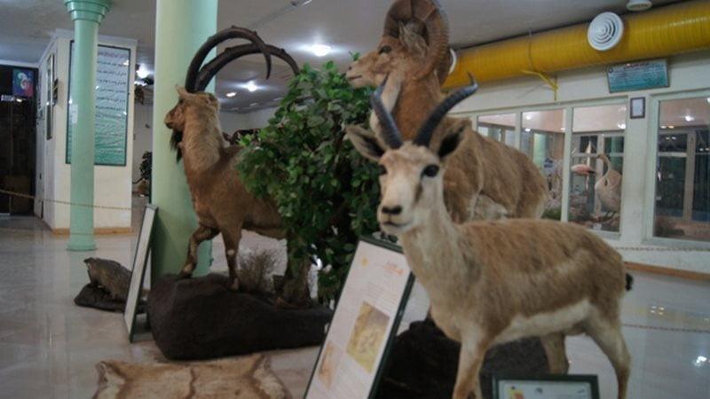 موزه حیات وحش اردبیل-UtFaAonqeI