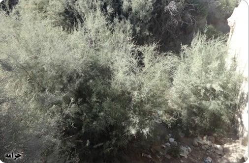 روستای بیشه دو شاخ-WOZuf3eKrs