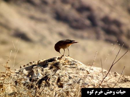 طبیعت زیبای چرداول در ایلام-WQygGP3pNL