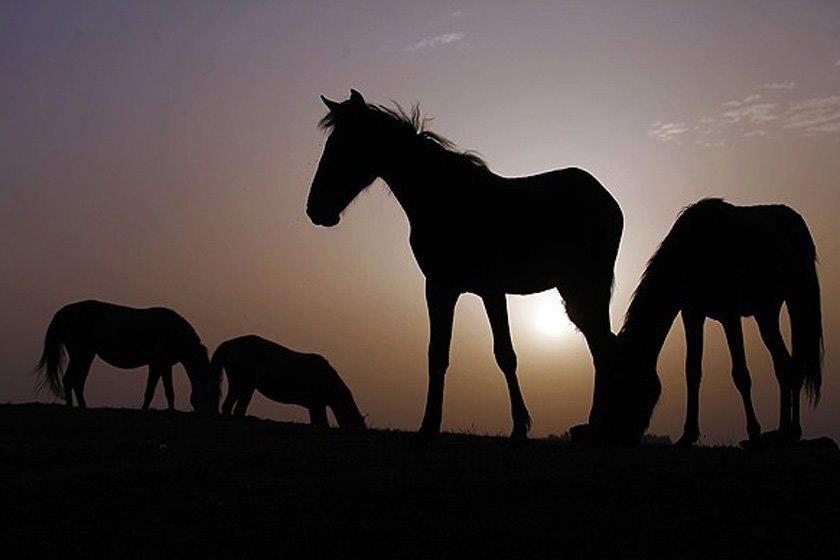منطقه ییلاقی دوخاله كوه تالش-WUhuvvzlPR