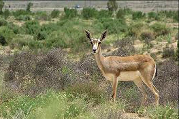 جاهای دیدنی بیرجند در بهار (۴۰ جاذبه گردشگری)-WUw2PHChU1