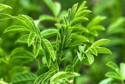 منطقه حفاظت شده شراء-Wbg7VpegqG