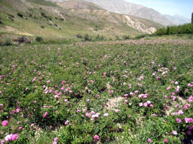 روستای شیخ علی-WpXb1CCN8O
