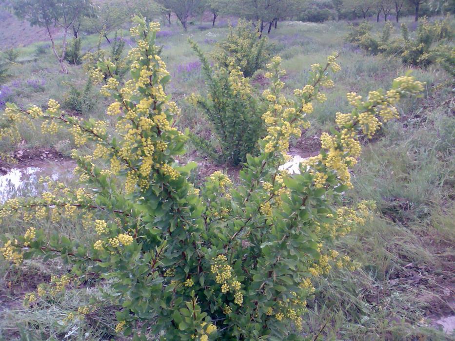 روستای بنه كمر فریدونشهر-XPJi4YI4qh