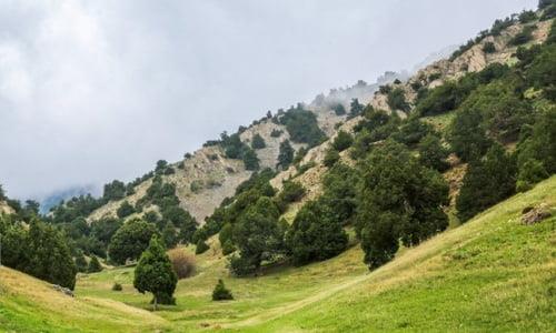 درخت كهنسال ارس سرانی-XaLZJ9mhrI