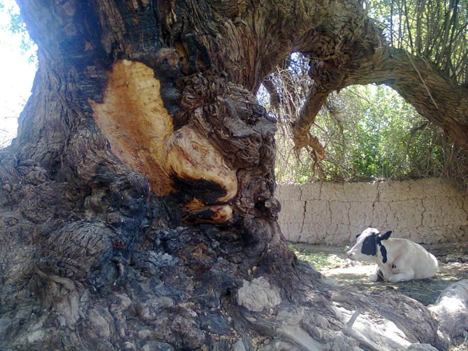 روستای چهار فرسخ شهداد استان كرمان, شهداد-Xqwgh3CHpd